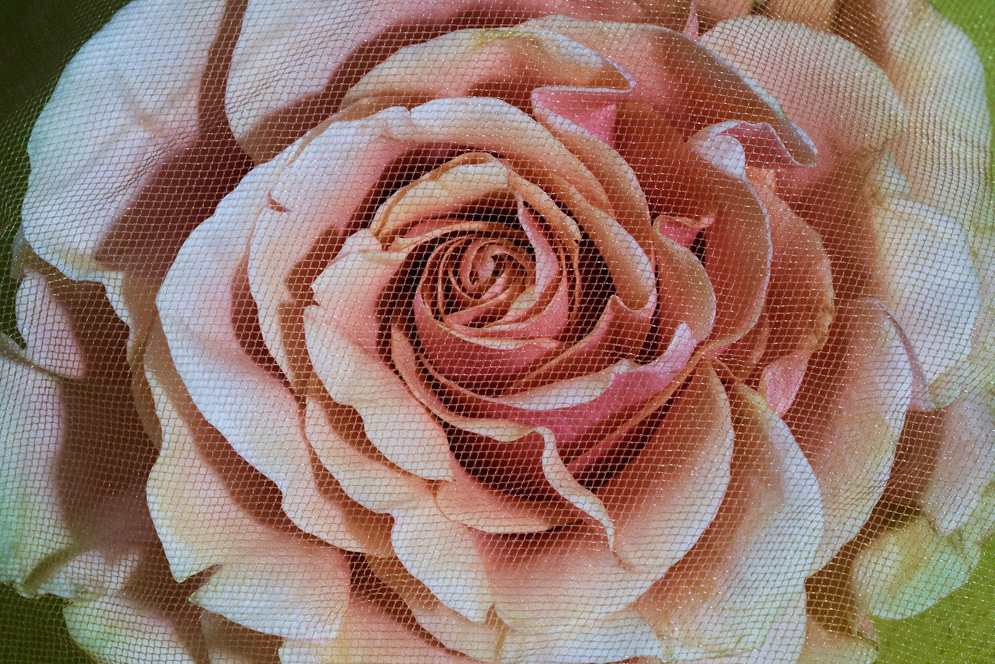 blomst-i-net